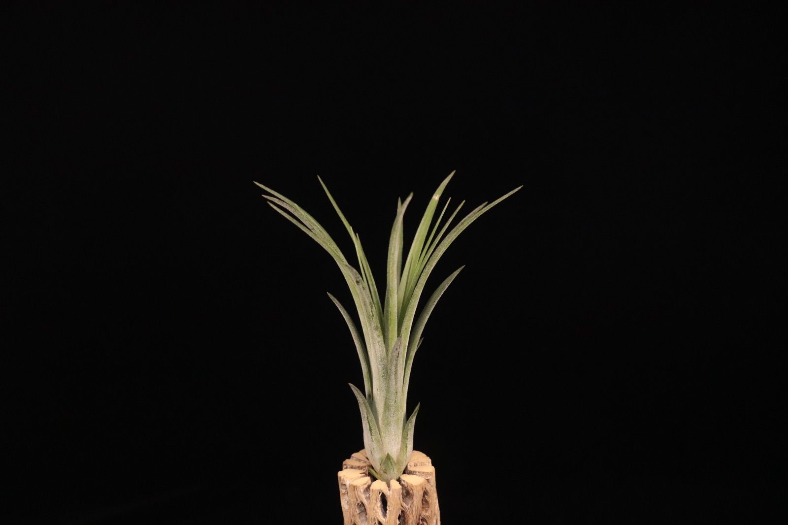 Silver Queen ionantha Apretado 〔エアプランツ〕現品発送T 5422 plane plants ブロメリア エアープランツ 観葉植物 フラワー ガーデニング