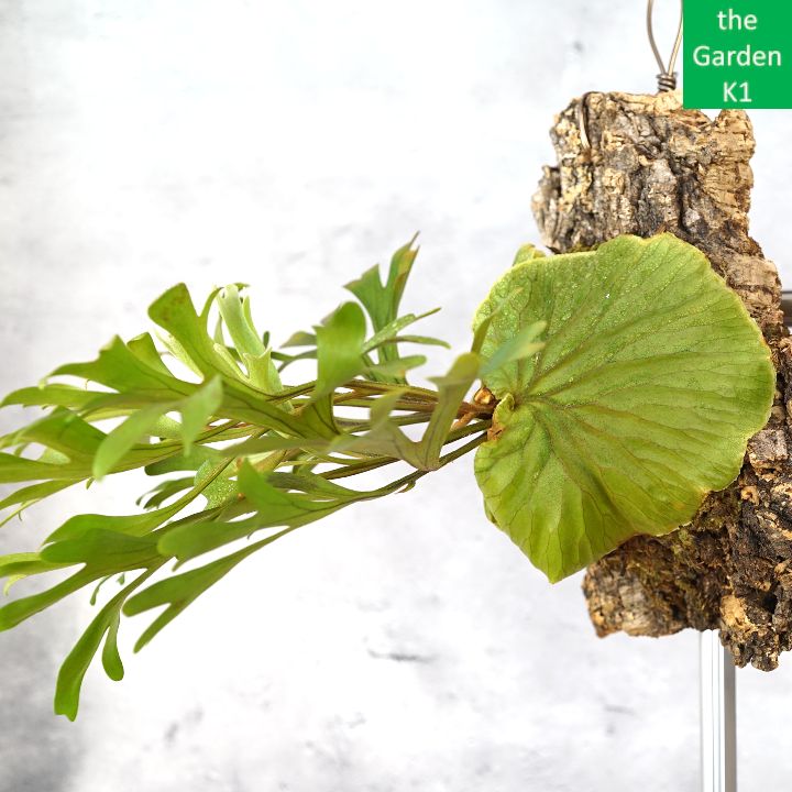 ビカクシダ】リドレイ・コルク付け R20032 【コウモリラン】 高品質