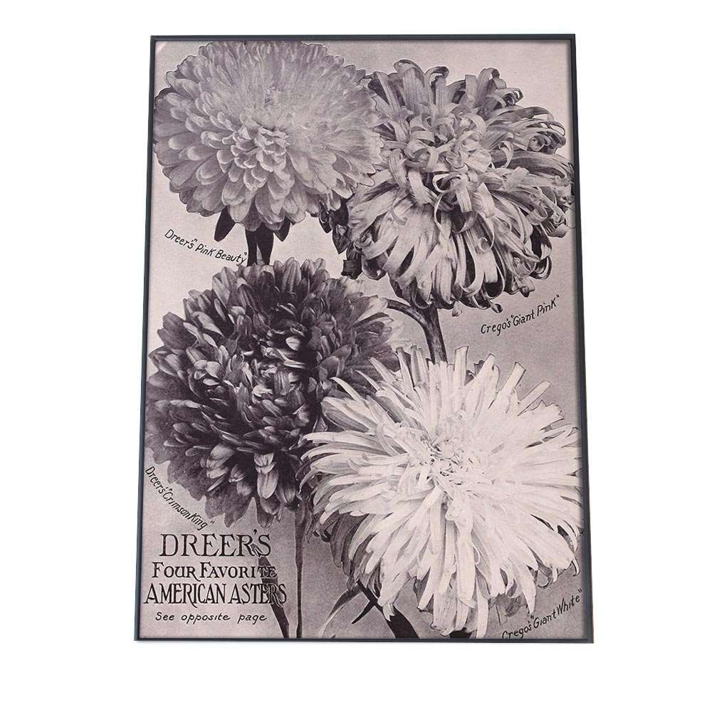 B 約73 x 103 cm bn poster 16 ポスター 博物画 白黒 モノトーン 図鑑 植物 観葉 花 インテリア おしゃれ アート モダン 特大 大きい 小さい 縦