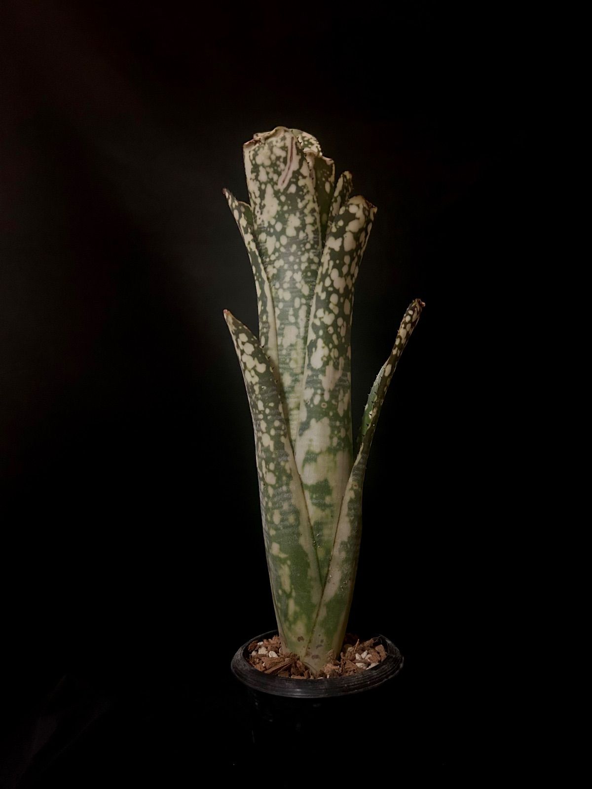 Billbergia ‘Limestone’ ライムストーン ｜選抜株 現品