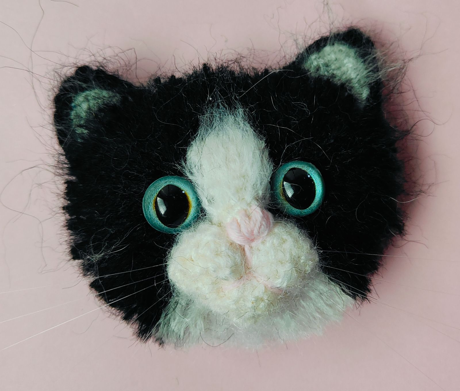 美形株】 オトンナ カカリオイデス チレコドン ピグマエア ムルチ 現地球