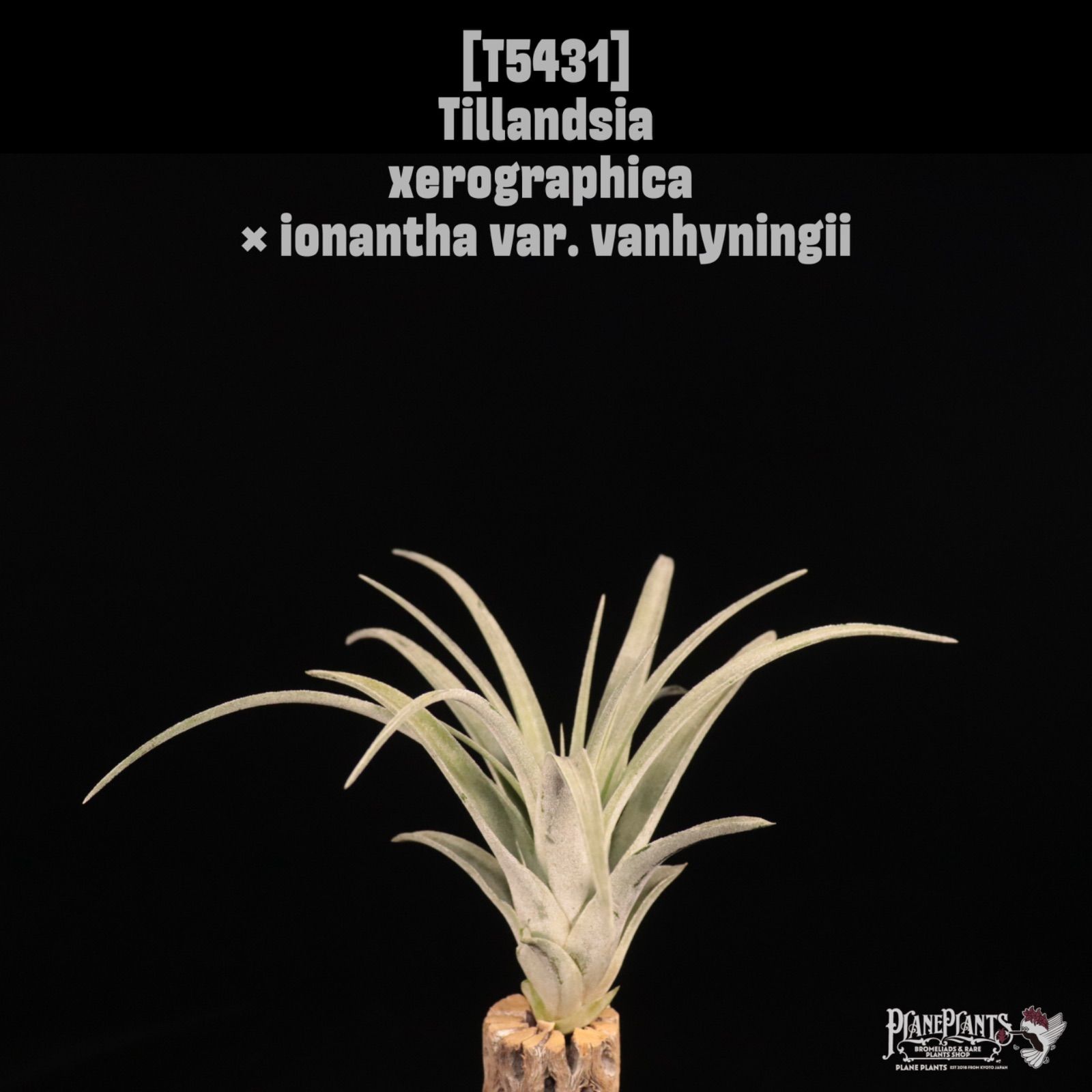 xerographica ionantha var vanhyningii〔エアプランツ〕現品発送T 5431 planeplants
