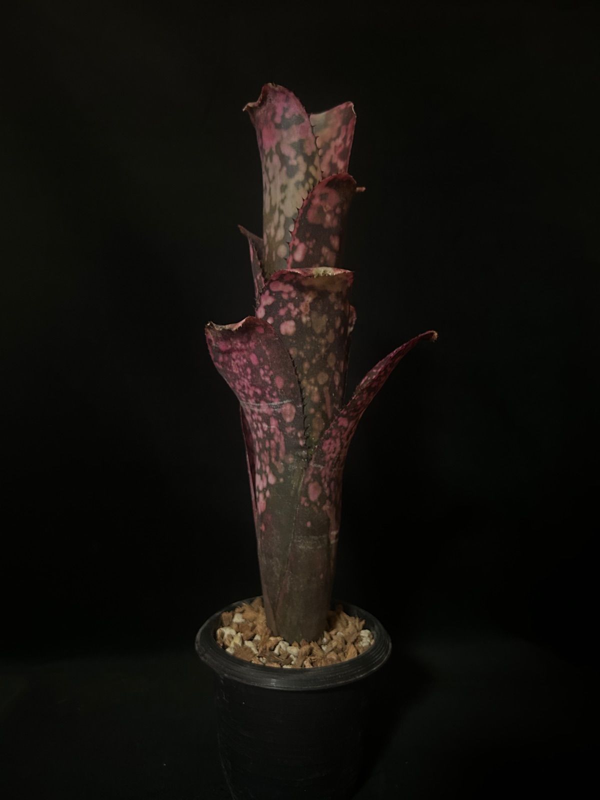 Billbergia 'Solsa'（ソルサ）｜赤発色が強い選抜株【現品】 - メルカリ