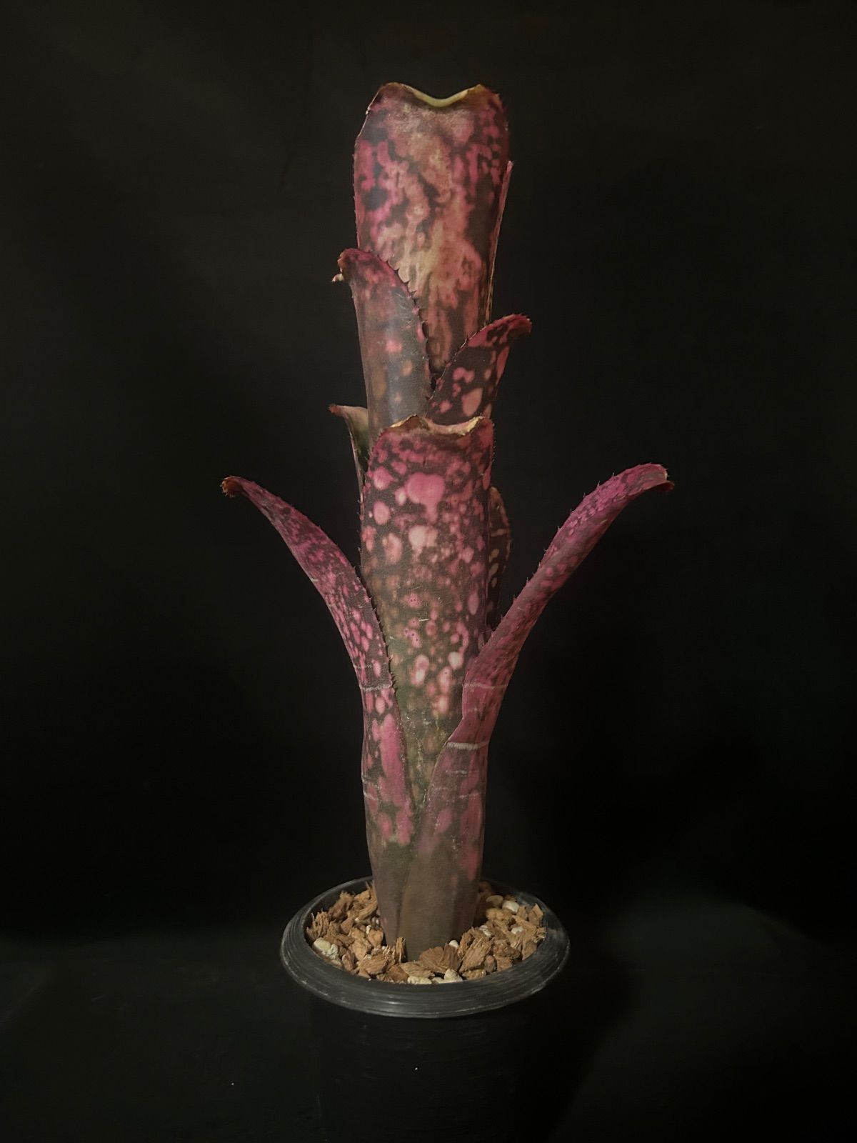 Billbergia 'Solsa'（ソルサ）｜赤発色が強い選抜株【現品】 - メルカリ