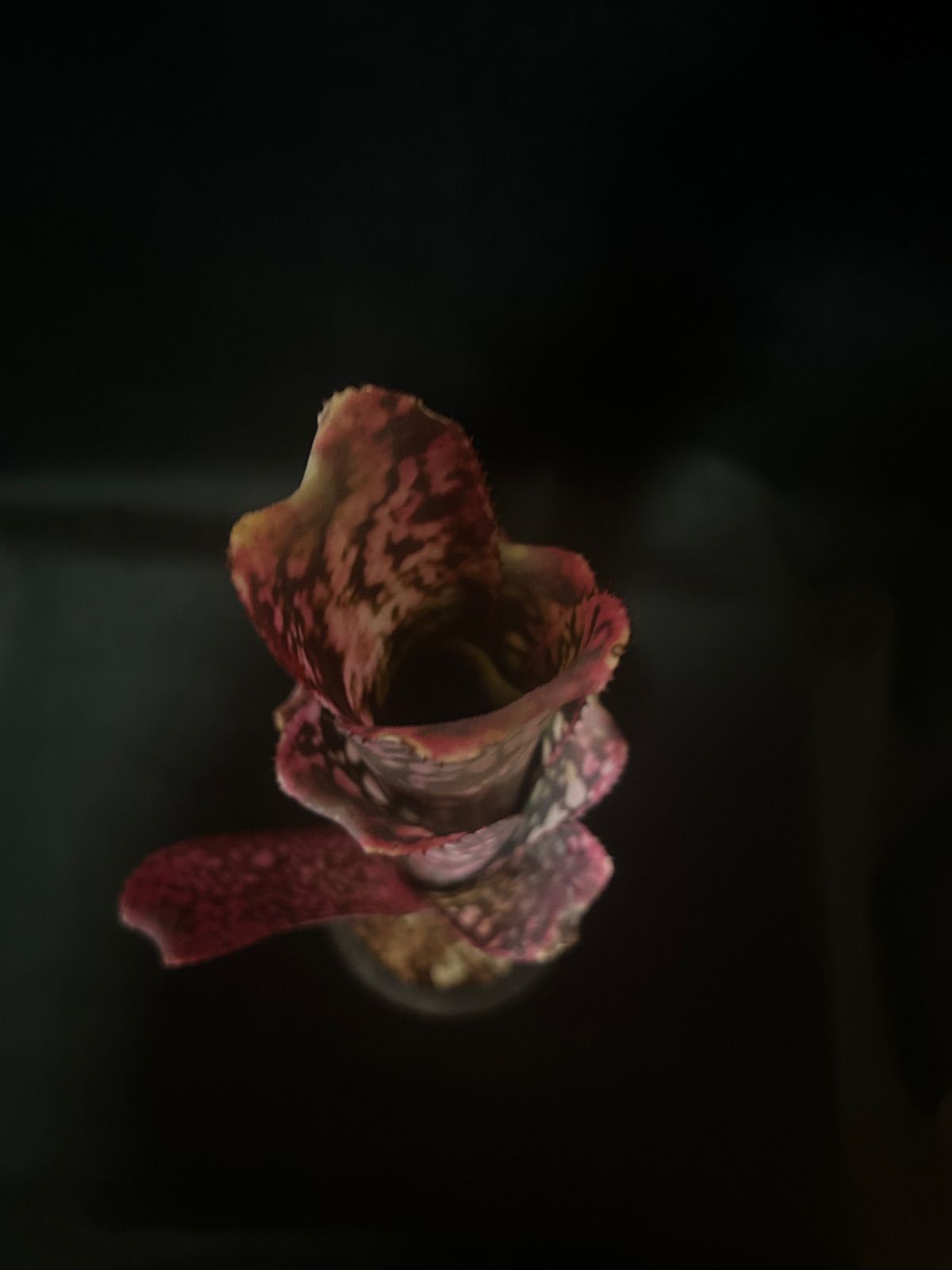 Billbergia 'Solsa'（ソルサ）｜赤発色が強い選抜株【現品】 - メルカリ