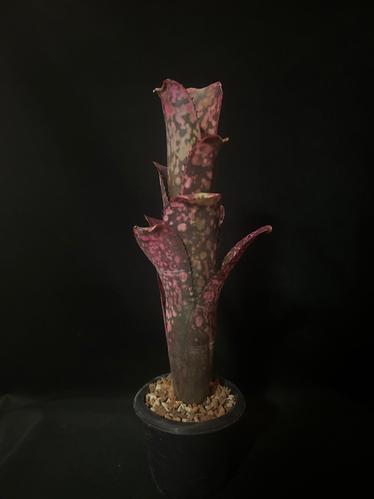 Billbergia 'Solsa'（ソルサ）｜赤発色が強い選抜株【現品】 - メルカリ