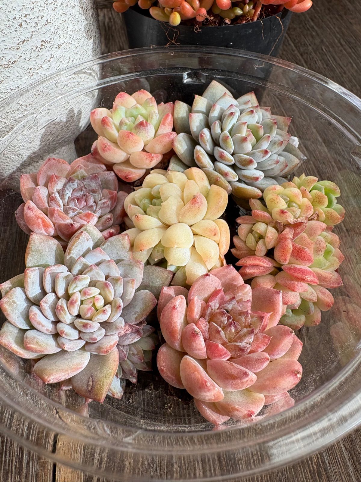 寄せ植えセット ゴブレット ホワイト 底穴あり ＆3cm前後の寄せ植え用