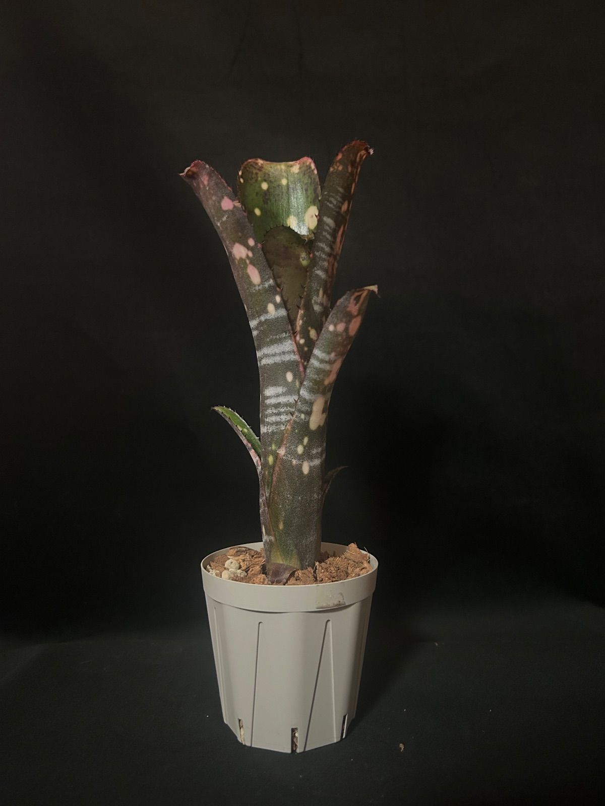 Billbergia Solsa ② 子株付き Billbergia 'Solsa'（ソルサ）｜子株｜スポット強め・深色タイプ【現品
