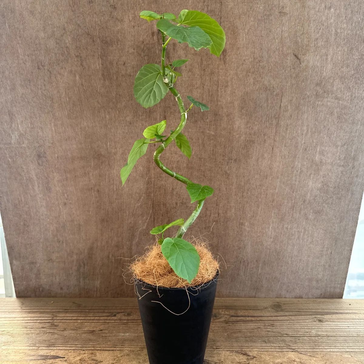 現品 フィカス ゴムの木 ウンベラータ 21番 フィカスウンベラータ