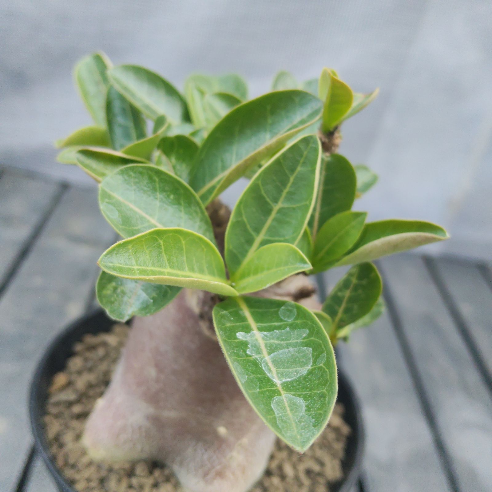 S.K.C　PA56,58,59　アデニウム　アラビカム a9 アデニウム ブラックスキン 塊根植物 コーデックス アラビカム