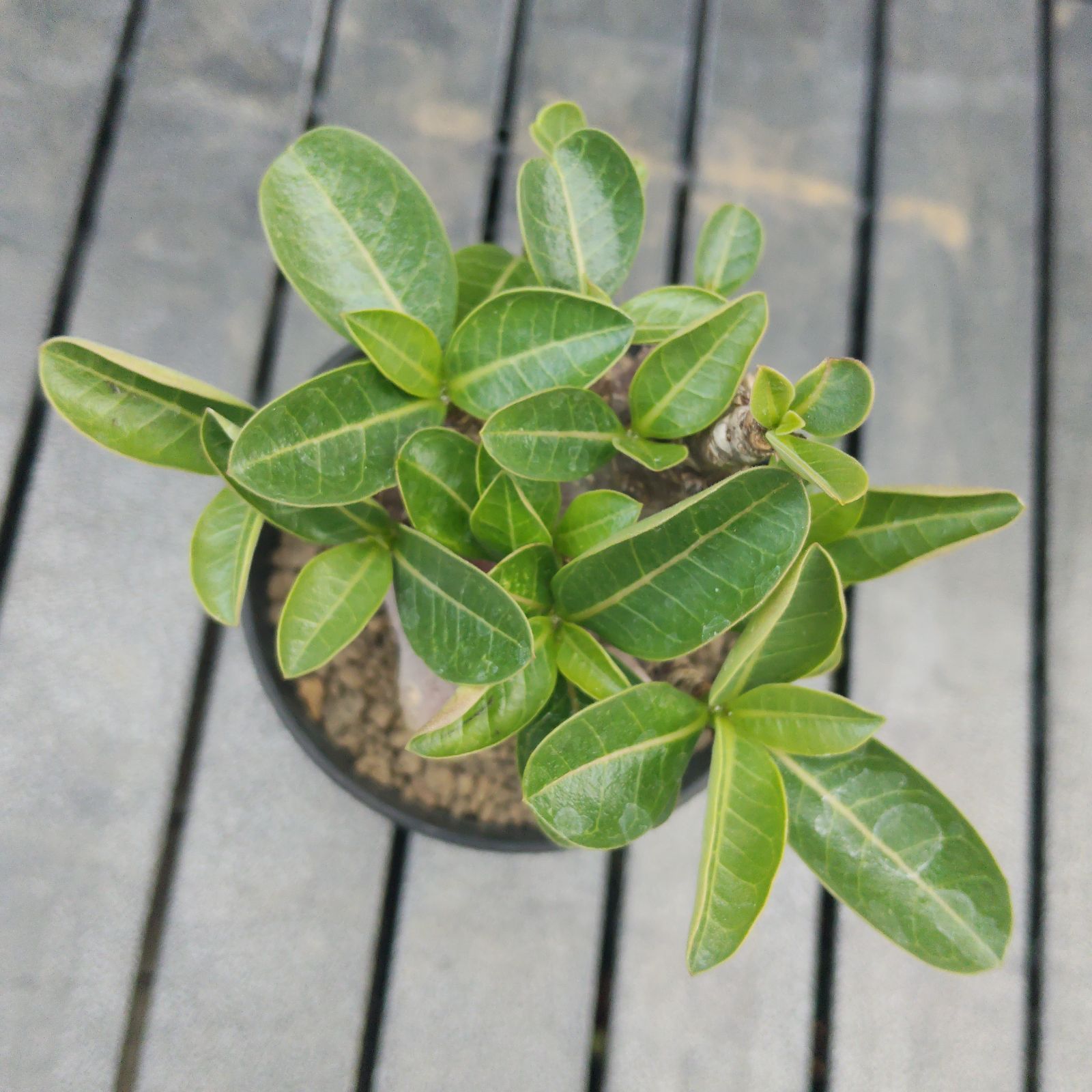 a9 アデニウム ブラックスキン 塊根植物 コーデックス アラビカム