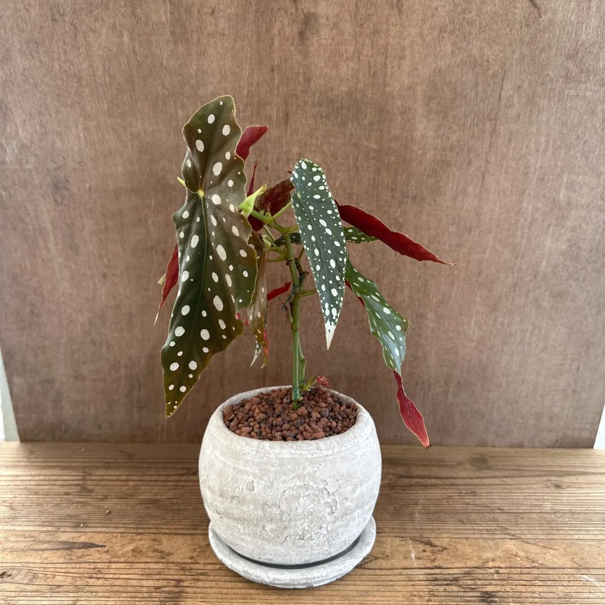ベゴニア マクラータ セメントポット 現品 Begonia maculata