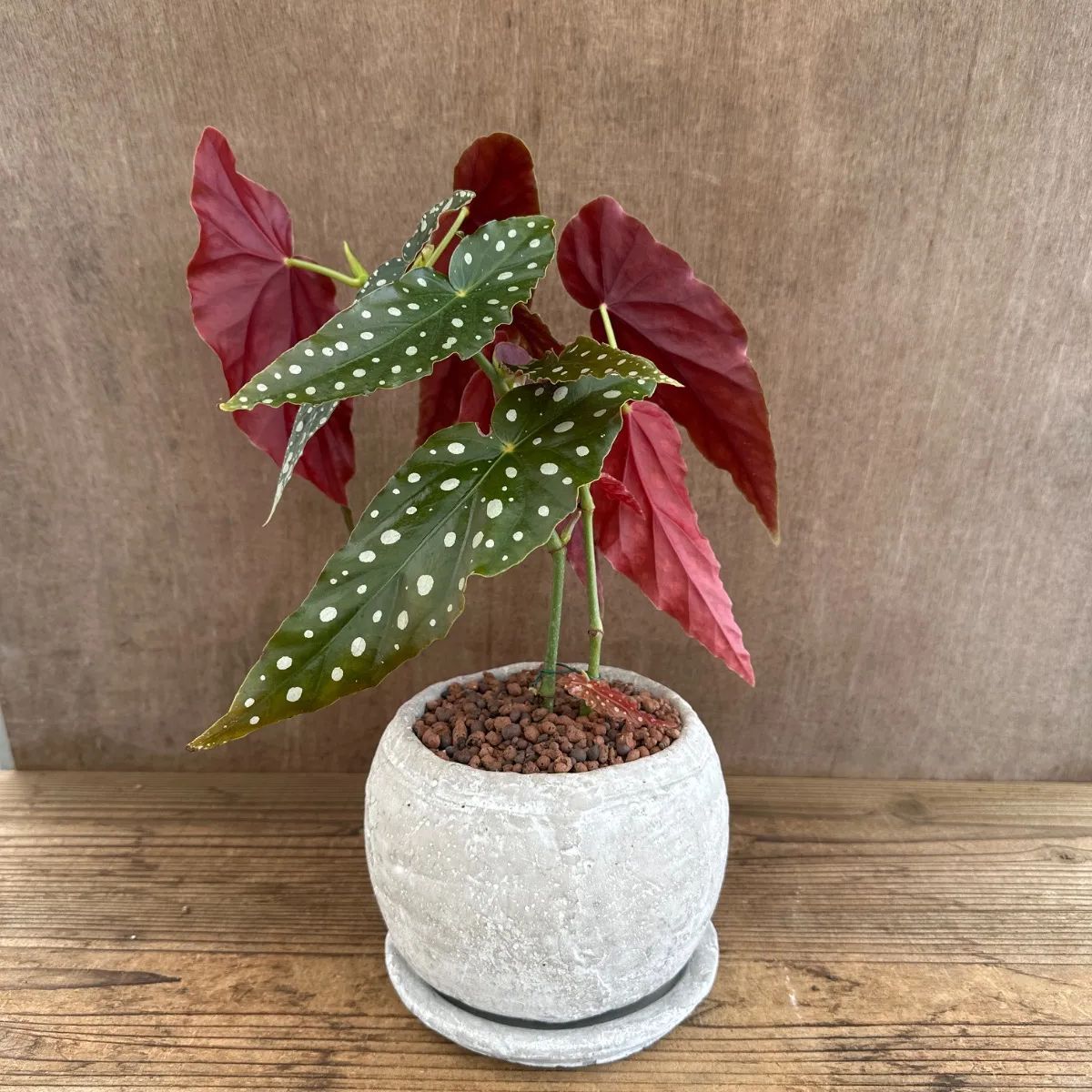 ベゴニア マクラータ セメントポット 現品 Begonia maculata
