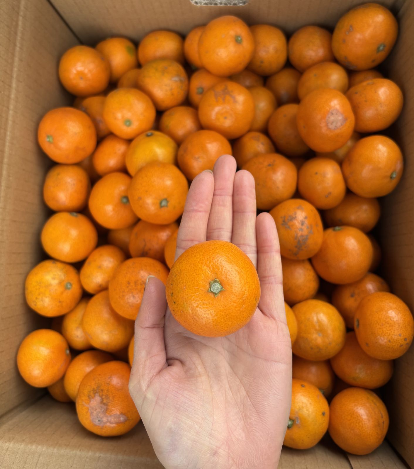 農家直送！有田みかん 5kg 小玉訳あり【平武農園】 - メルカリ