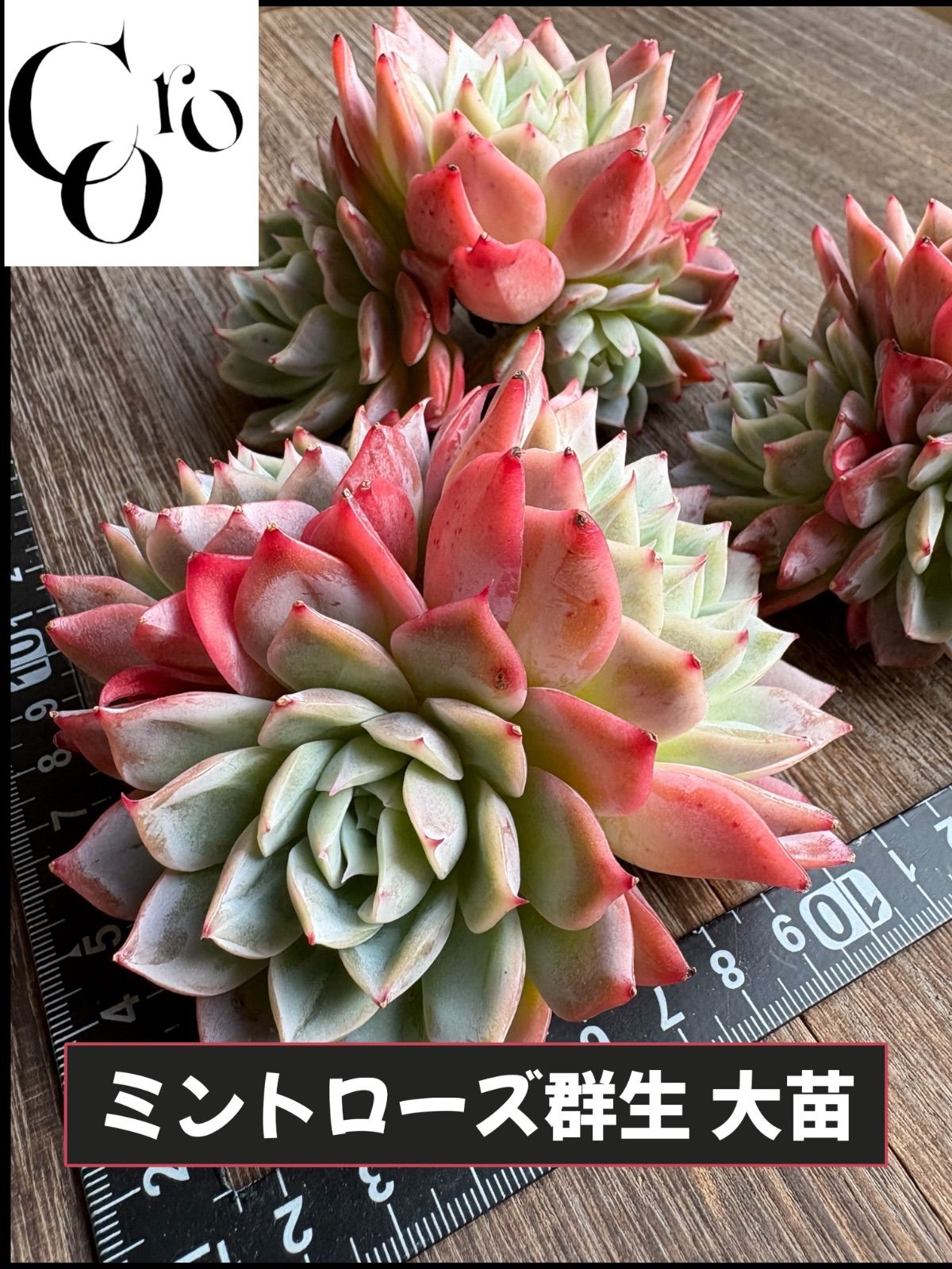 ☆多肉植物 ミントローズ群生 大苗 3頭～4頭 エケベリア 韓国苗