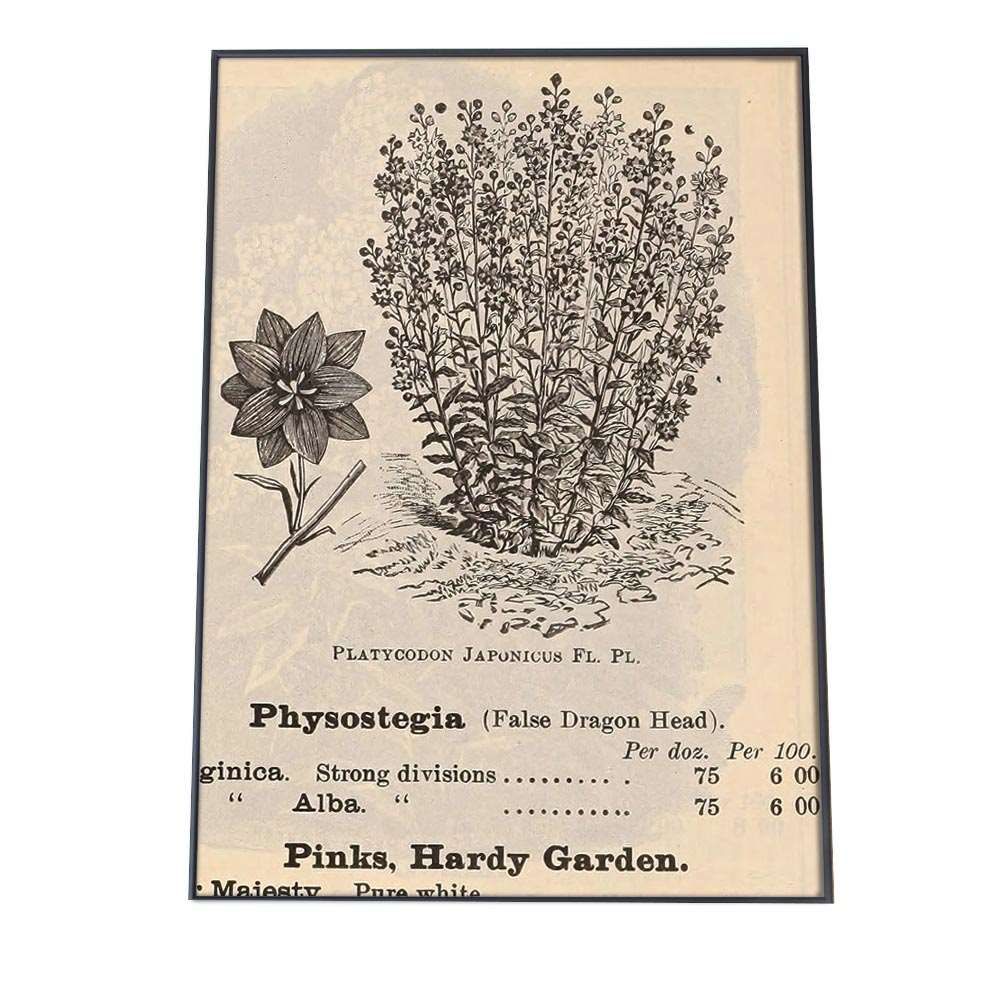 A3サイズ（約30×42cm）】【bn-poster-25】花 フラワー 博物画 植物