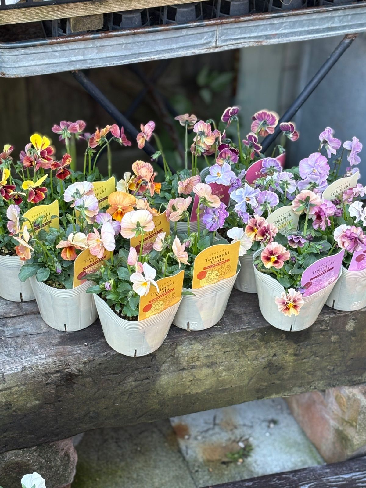 ときめきビオラ な12こセット ︎