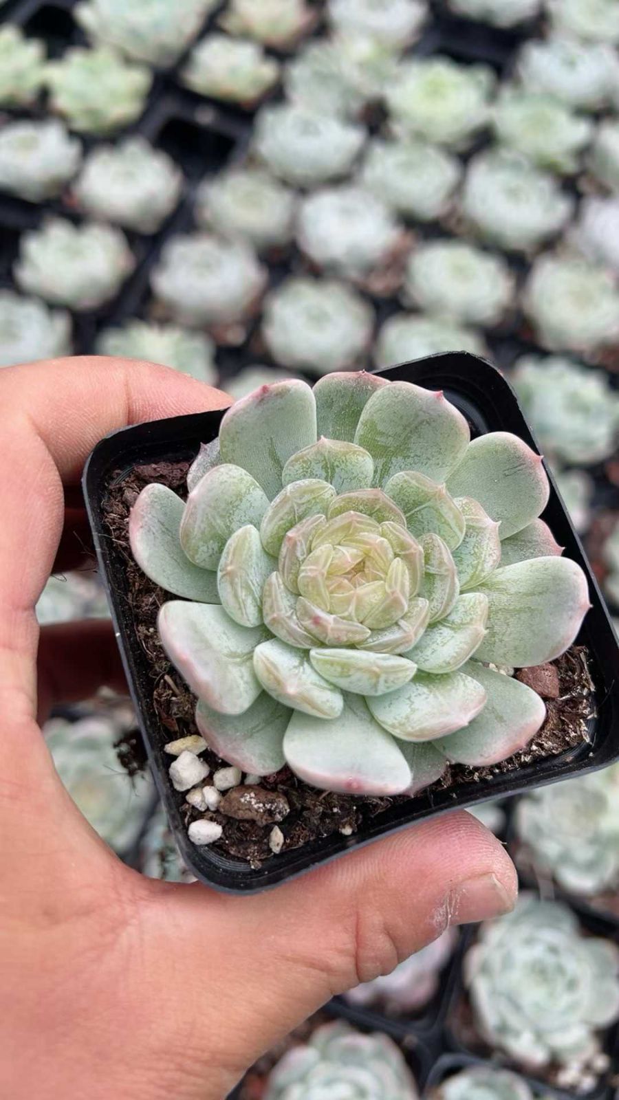 50株の抜き苗セット】ホワイトラバー 多肉植物 佐川急便発送