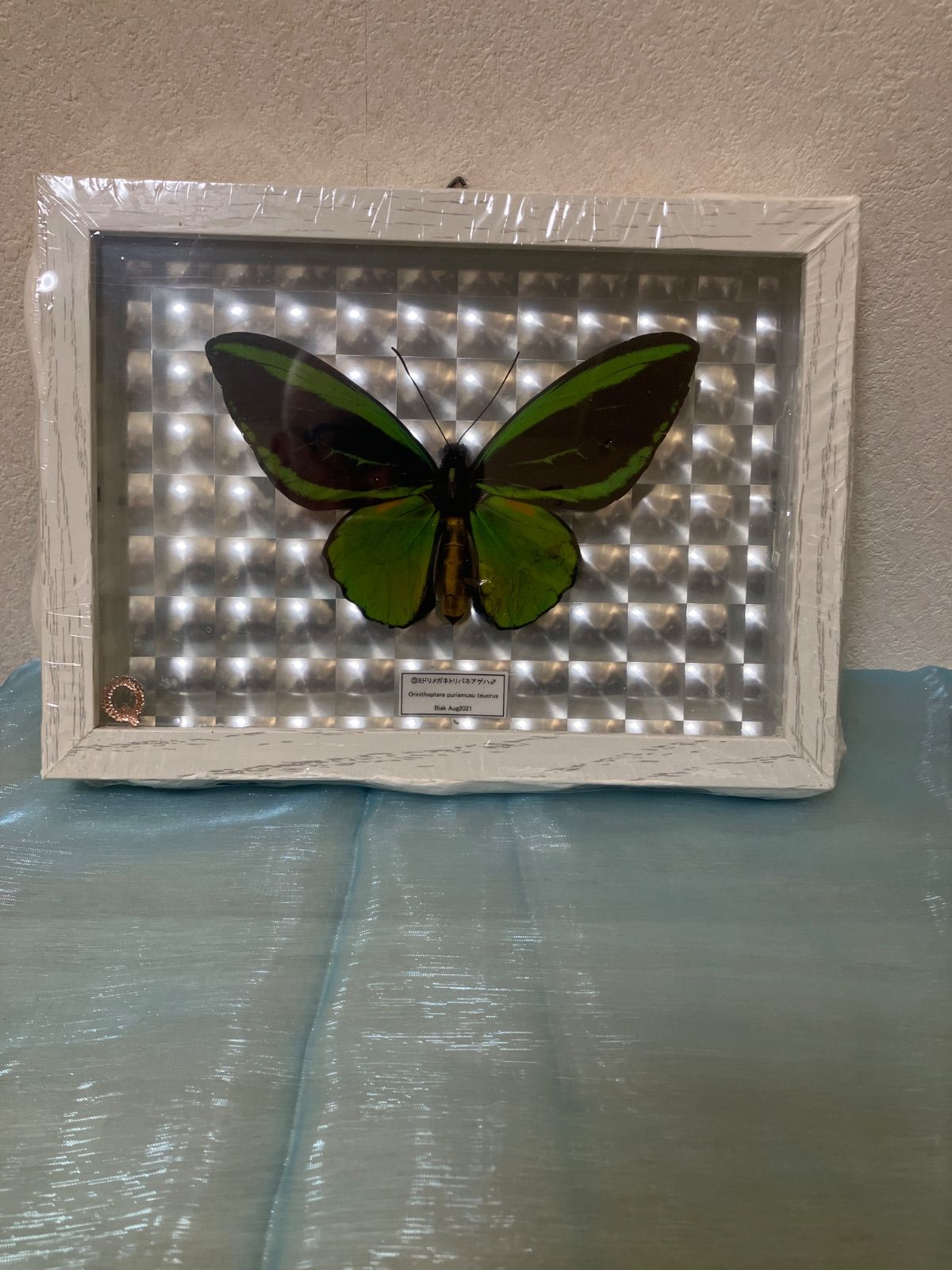 ミドリトリバネアゲハ♂ - メルカリ
