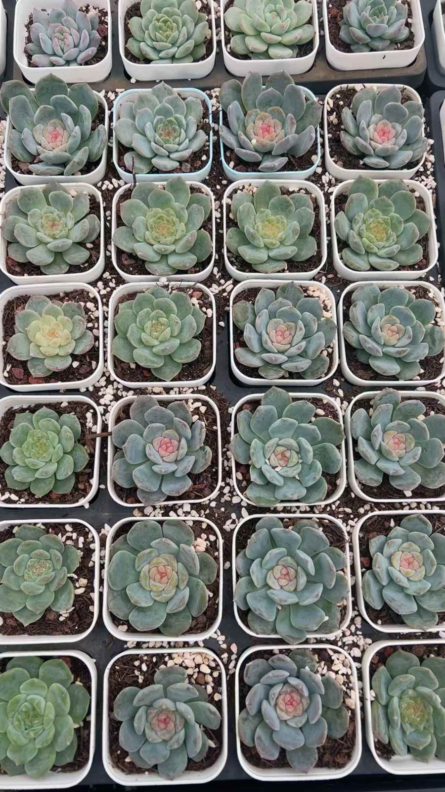 50株の抜き苗セット ブルードリーム 多肉植物 佐川急便発送 エケベリア 韓国苗 YL 43