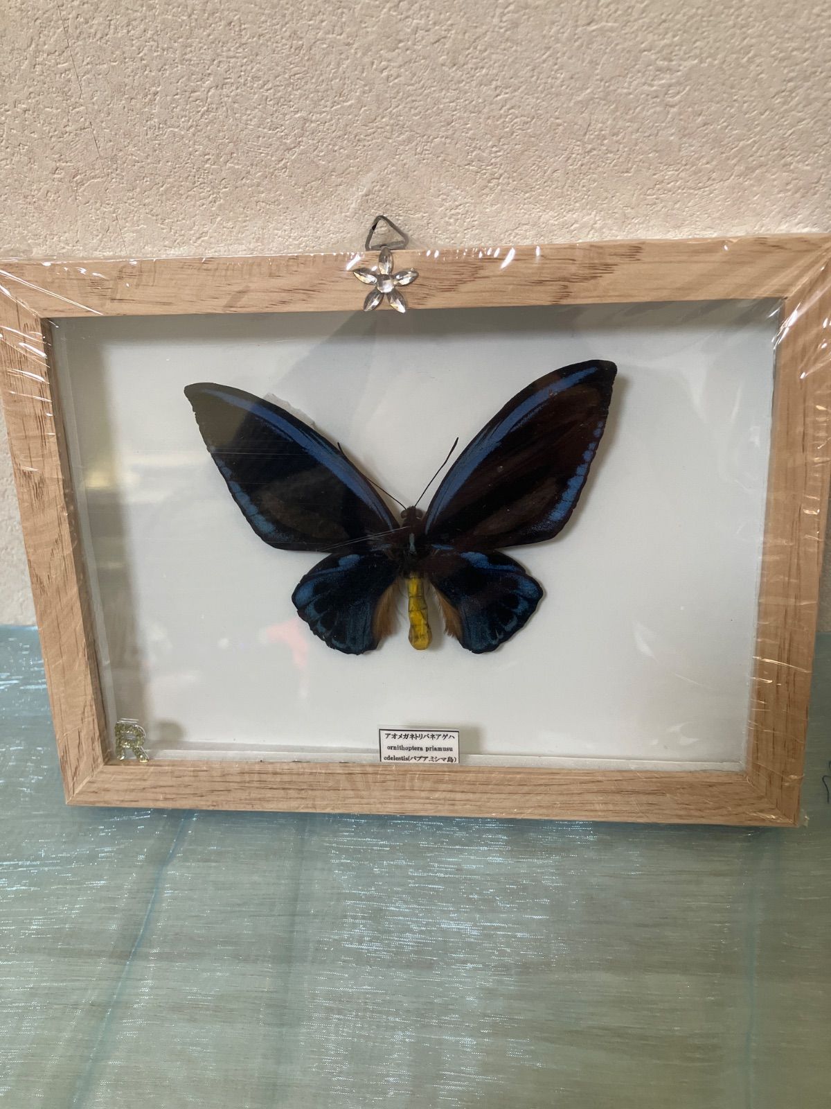 アオメガネトリバネアゲハ♂壁掛け - メルカリ