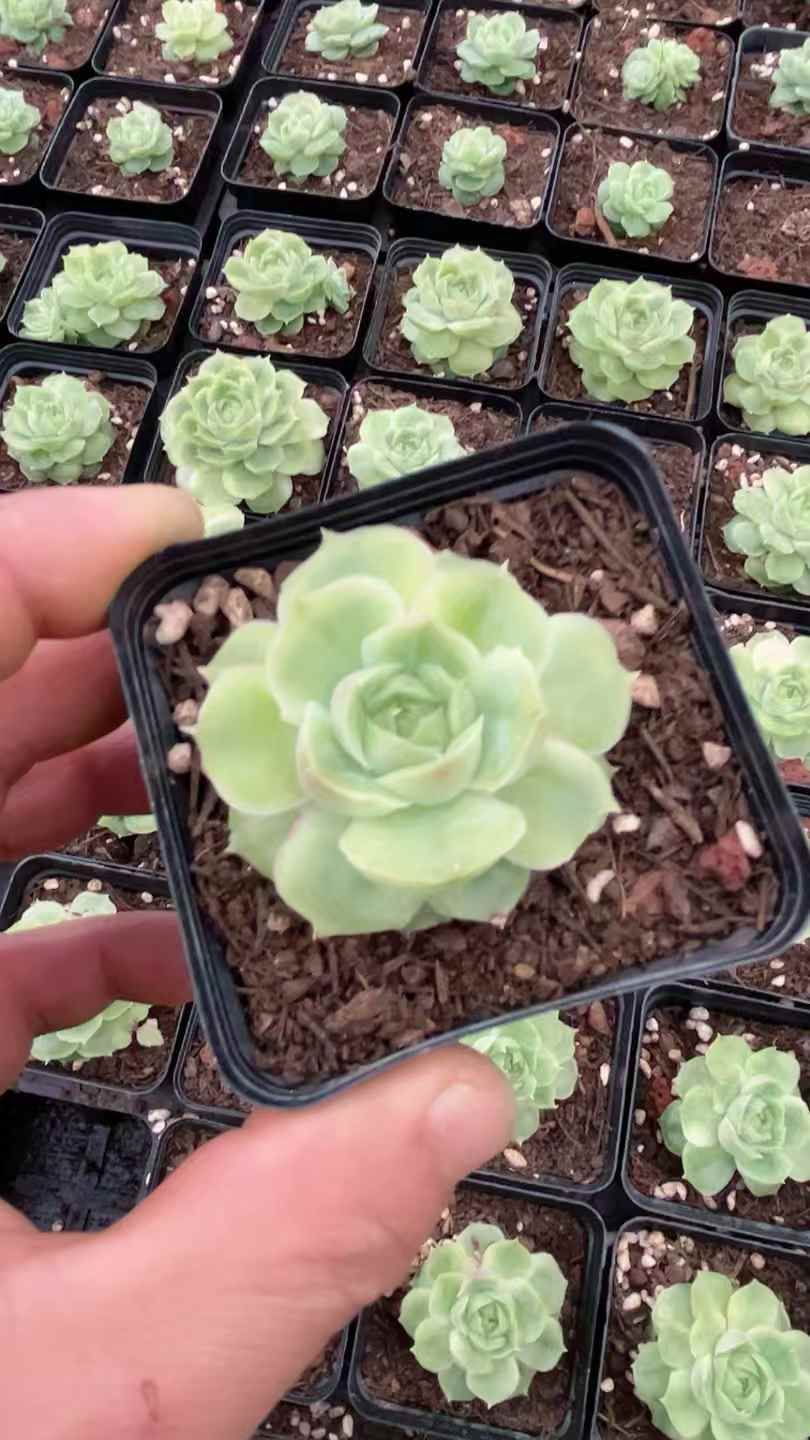 24株の抜き苗セット】浅いグリーンフラワー 多肉植物 佐川急便発送