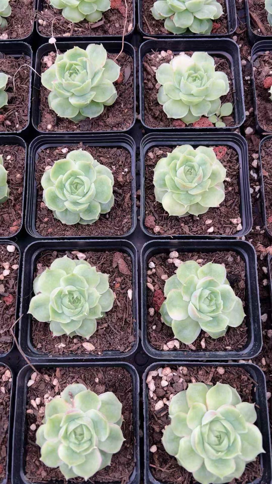 24株の抜き苗セット 浅いグリーンフラワー 多肉植物 佐川急便発送 エケベリア 韓国苗 YL 49