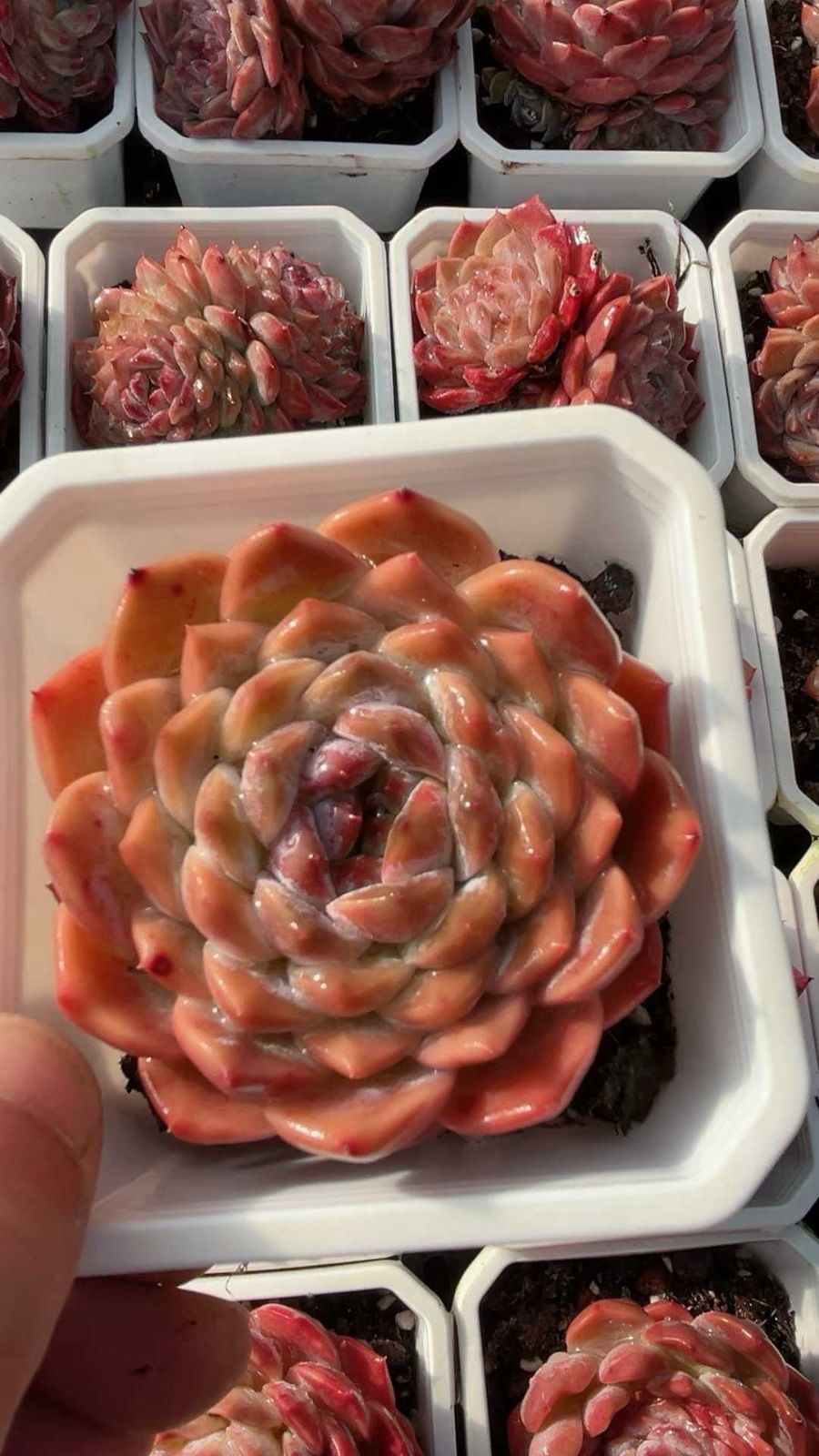 18株の抜き苗セット】オレンジ・レッドハート 多肉植物 佐川急便発送