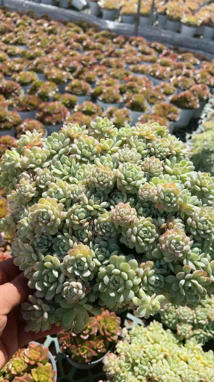 6鉢の土鉢付きセット ラノリンボール 多肉植物 佐川急便発送 エケベリア 韓国苗 YL 53