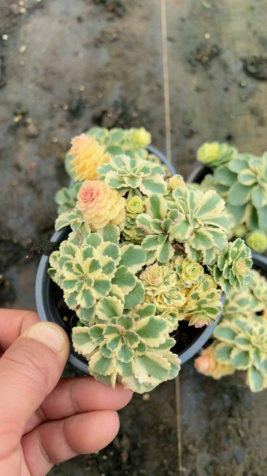 18鉢の土鉢付きセット アトランティス 多肉植物 佐川急便発送 エケベリア 韓国苗 YL 48