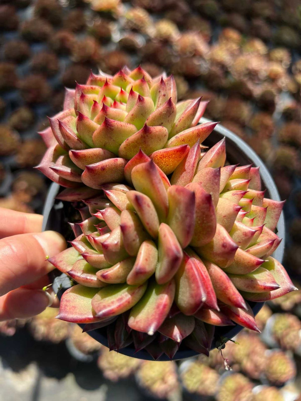 24株×チャールストン 多肉植物 エケベリア セダム アエオニウム グラプトペタルム 韓国苗 寄せ植え MTu 37