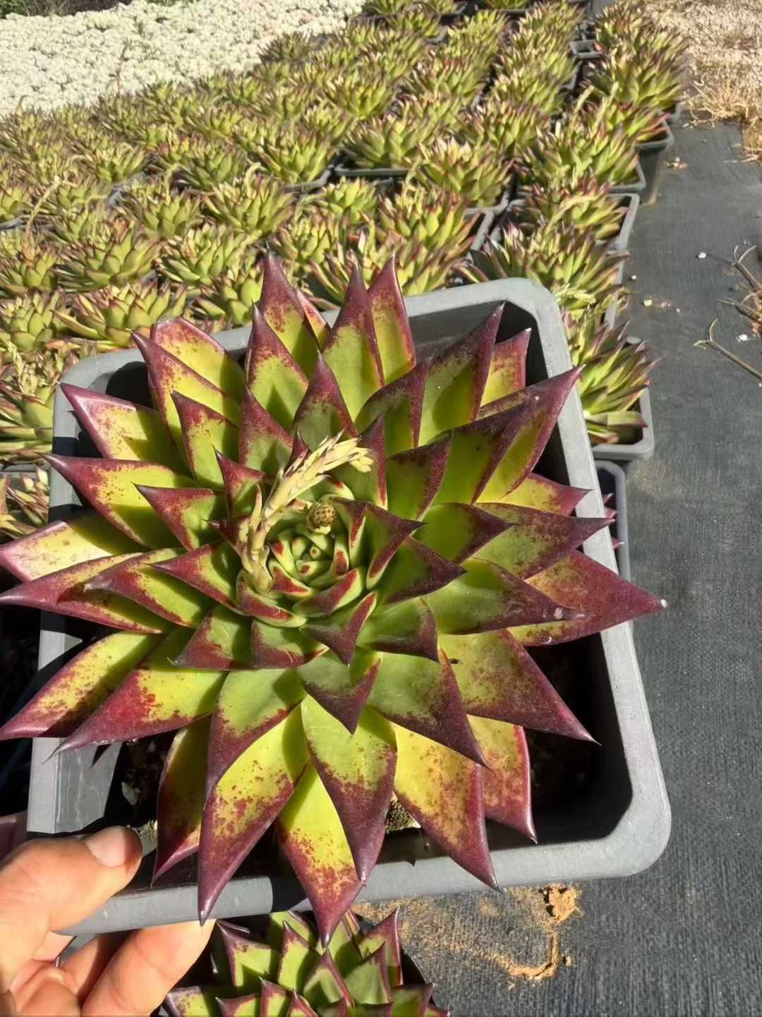 9株×オオクチビロ 多肉植物 エケベリア セダム アエオニウム グラプトペタルム 韓国苗 寄せ植え SF124