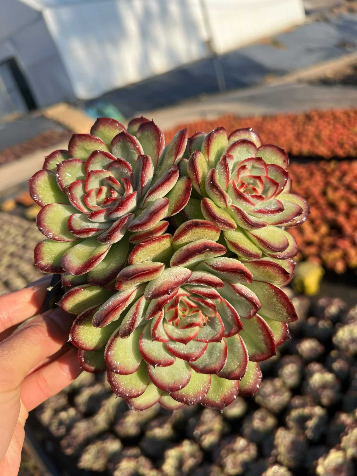 24株×ミートソースローズグン 多肉植物 エケベリア セダム アエオニウム グラプトペタルム 韓国苗 寄せ植え MTu 39