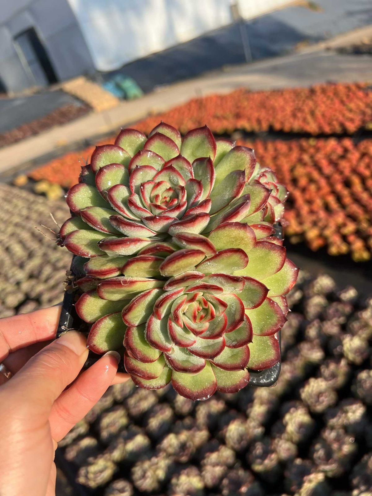 24株×ミートソースローズ 多肉植物 エケベリア セダム アエオニウム グラプトペタルム 韓国苗 寄せ植え MTu 38