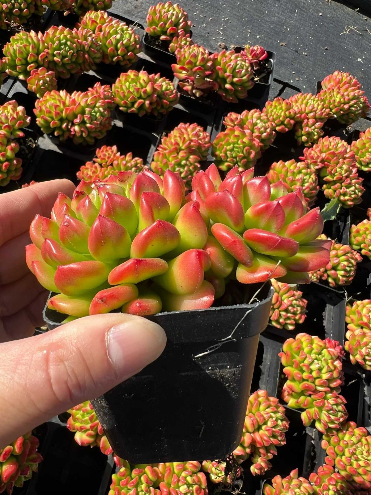 54株×ショウトウロン 多肉植物 エケベリア セダム アエオニウム グラプトペタルム 韓国苗 寄せ植え MTu 31