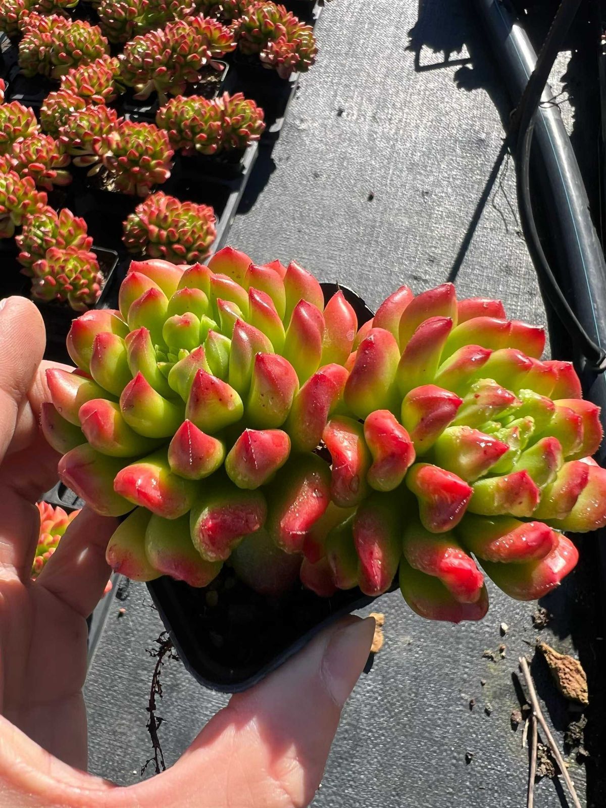 54株 ショウトウロン 多肉植物 エケベリア セダム アエオニウム グラプトペタルム 韓国苗 寄せ植え MTu 31