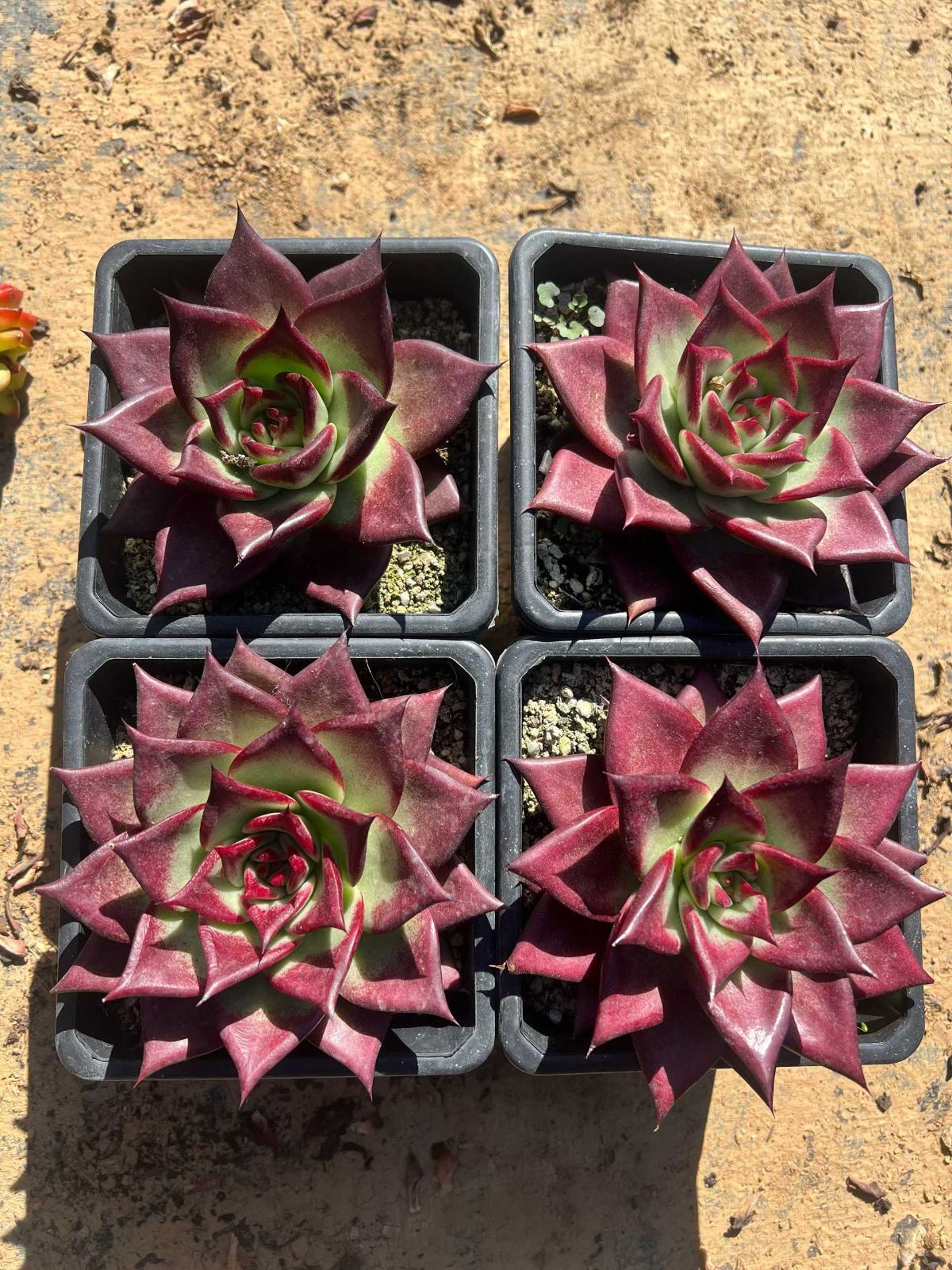 24株 コウダン 多肉植物 エケベリア セダム アエオニウム グラプトペタルム 韓国苗 寄せ植え MTu 36