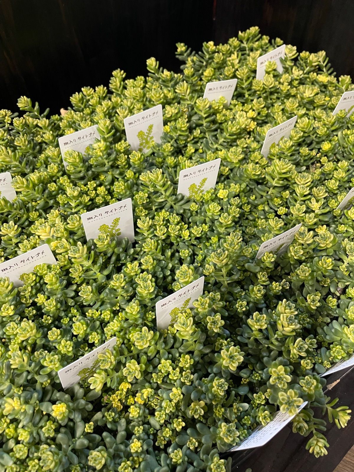 ︎斑入りタイトゴメ 24個セット