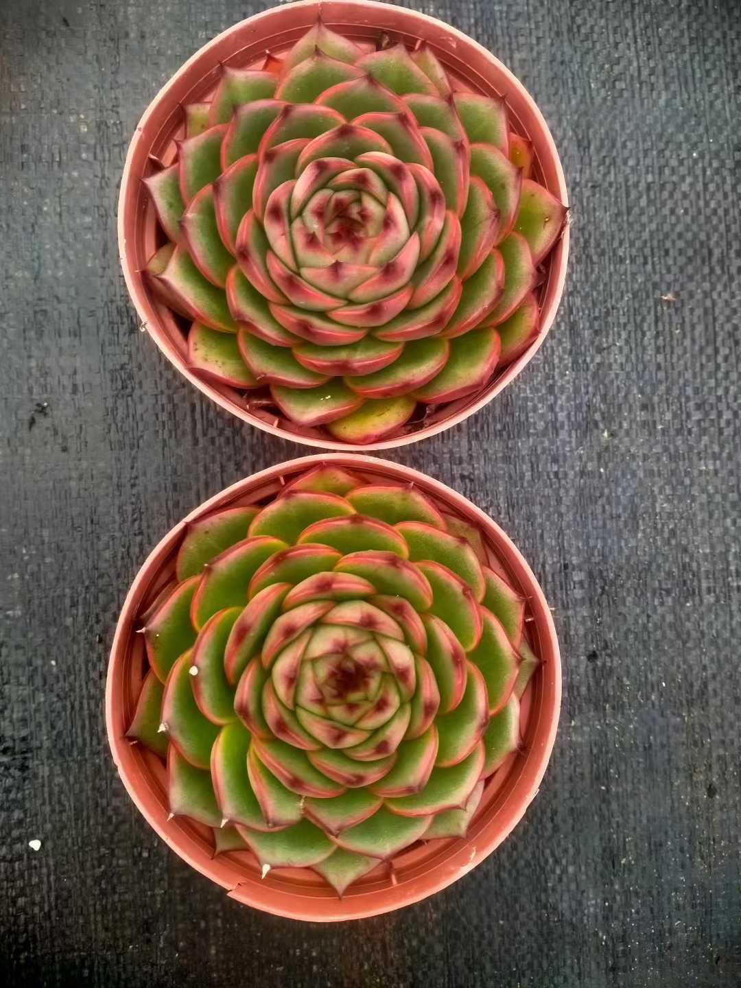 24株×ムーンストーン 多肉植物 エケベリア セダム アエオニウム グラプトペタルム 韓国苗 寄せ植え ZX201