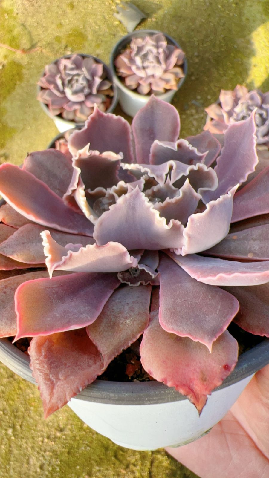 ヘタリア グラフアート 缶バッジ セット イギリス ロシア スペイン