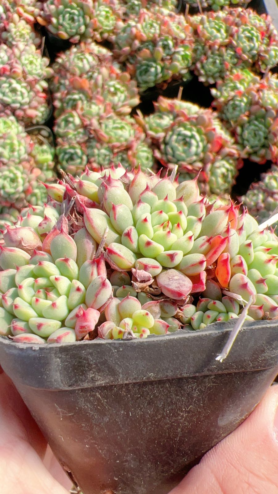 エケベリア・セダム 資料とCDセット エケベリア・セダム 資料とCDセット ミニかご 多肉植物 寄せ植え