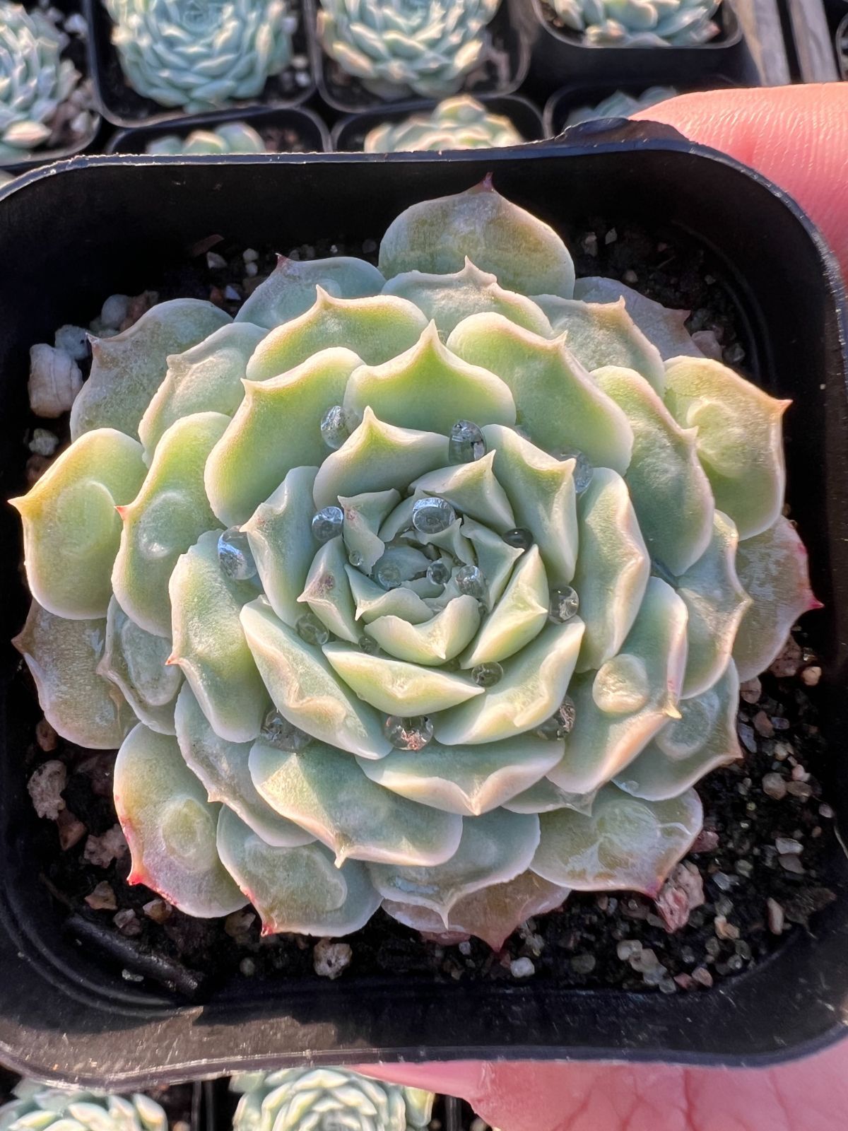 50株×ブラックギョウズノカワ 多肉植物 エケベリア セダム