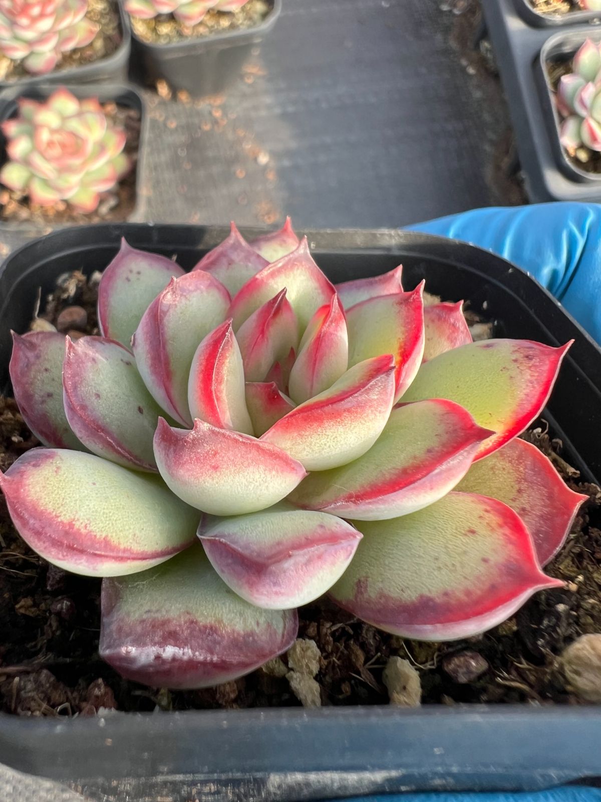 【貴重】レディース スノーボードブーツ 22.5cm ブラック ダイヤル式 美品 Reバース Fate エレシュキガル PP サイン FGO】スペースエレシュキガル