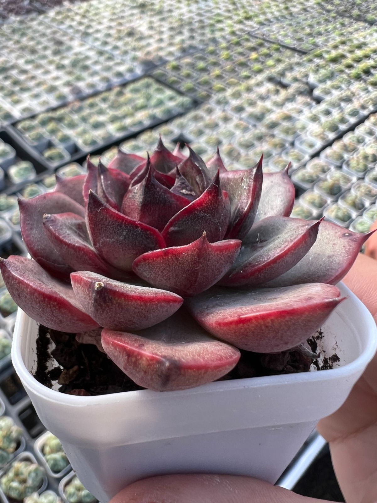 50株×サンカジェニー 多肉植物 エケベリア セダム アエオニウム