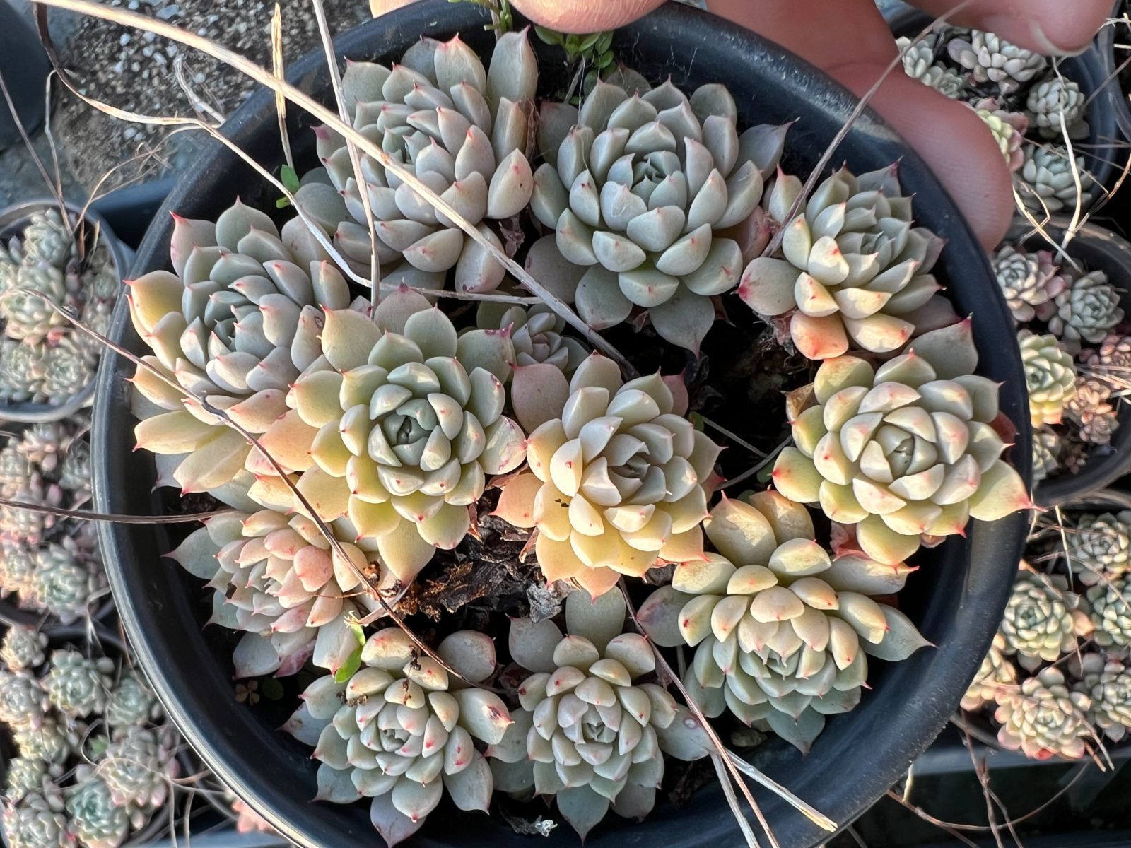 18株×ボッキ 多肉植物 エケベリア セダム アエオニウム