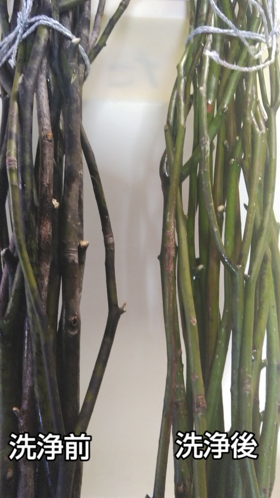 特上‼️ クロモジ茶 50g×2袋計100g 汚れ(藻類)を洗浄、カット、乾燥の