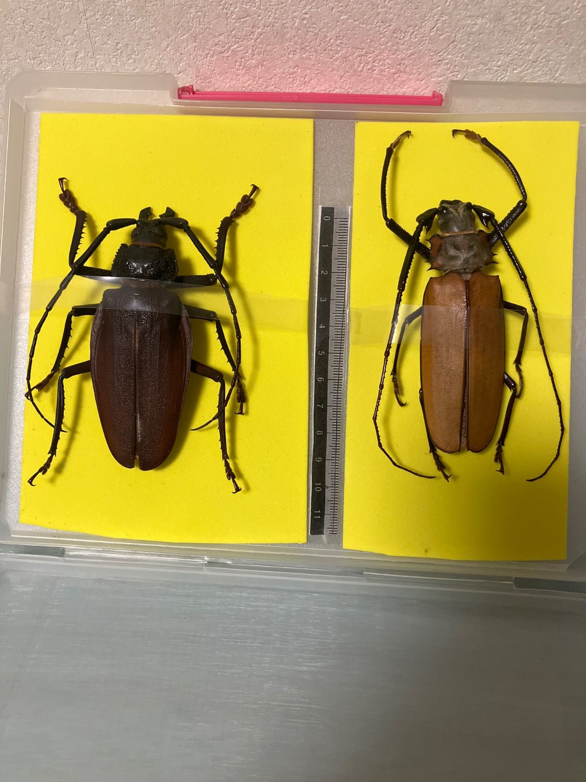 台付　エビ　魚　化石　鉱石　希少　インテリア 台付 エビ 魚 化石 鉱石 希少 インテリア 2