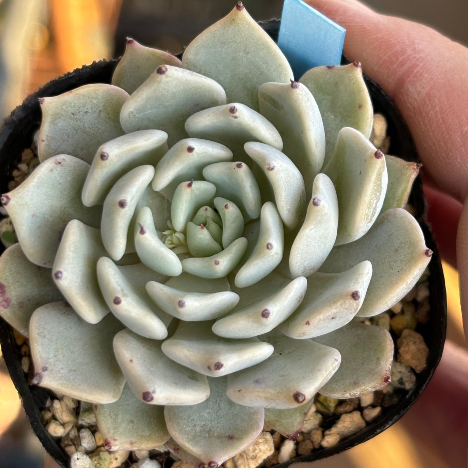 多肉植物紫久遠(優木園)×黒爪ザラゴーサ交配 実生 2023オリジナル