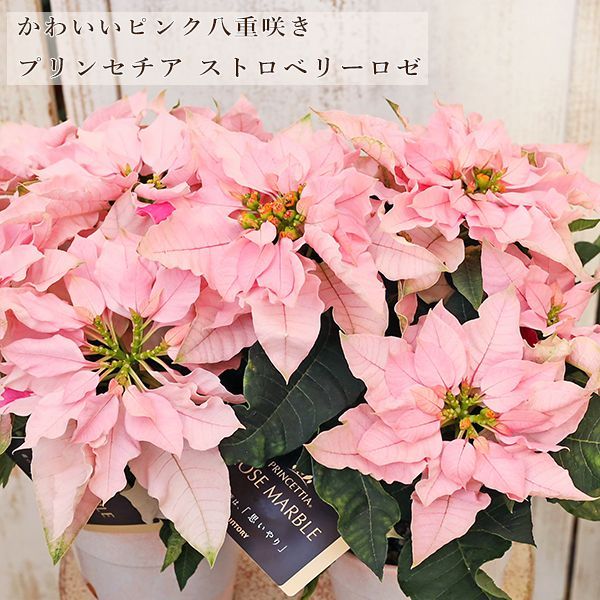 imane 花柄鉢 2個セット プランター プリンセスローズ imane 花柄鉢 2