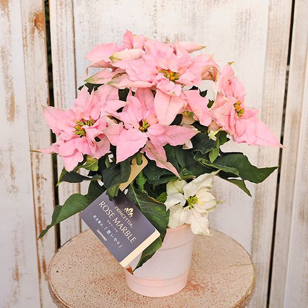 鉢花 八重咲き プリンセチア ストロベリーロゼ 4号 底面給水